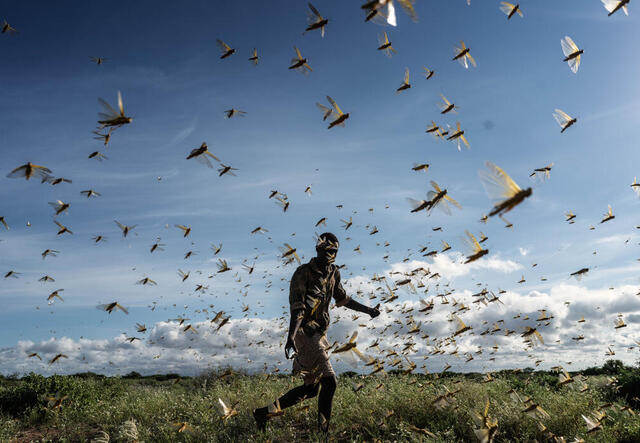 Ein Mann vertreibt Heuschrecken in Kenia.