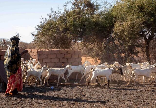Female farmer with livestock